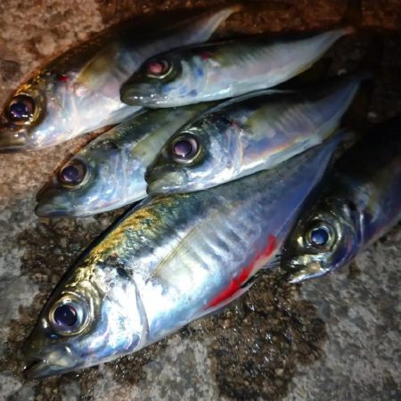 今夜のアジング