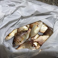 2023/10/24 南港ライトゲーム釣行 (ロックフィッシュ狙い)