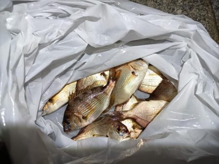 2023/10/24 南港ライトゲーム釣行 (ロックフィッシュ狙い)