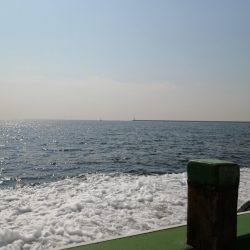 メジロ＆サゴシ