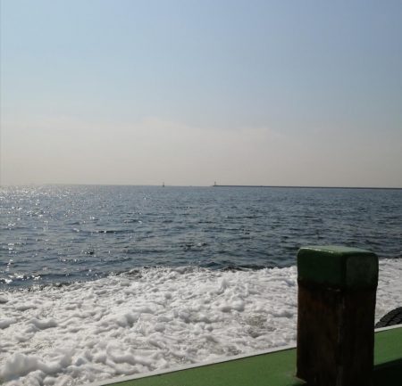 メジロ＆サゴシ