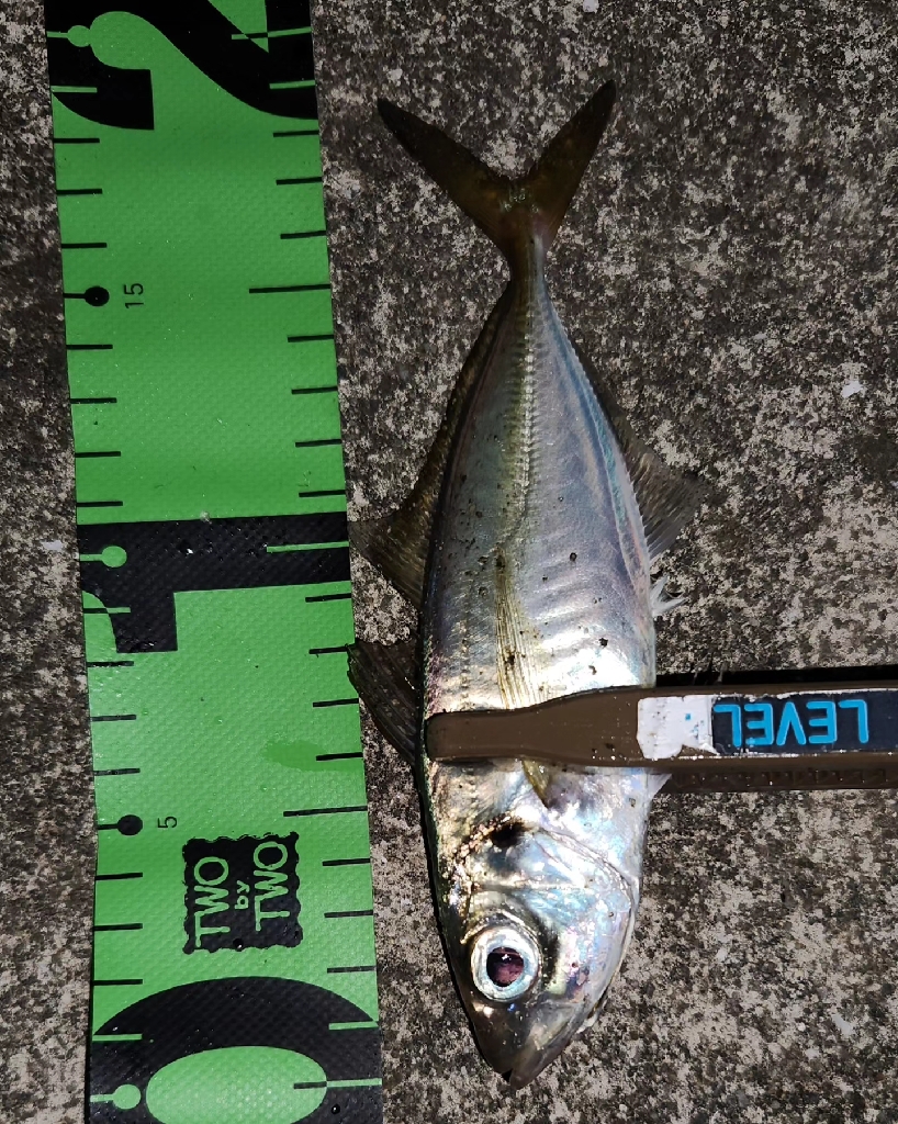 こましなアジが廻ってきた