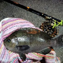 2023/10/28 南港ヘチ釣り釣行