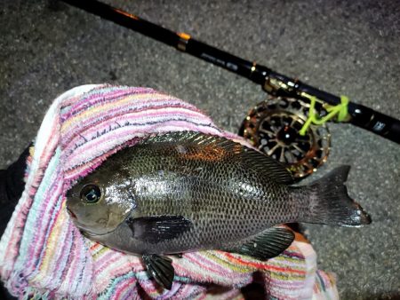 2023/10/28 南港ヘチ釣り釣行