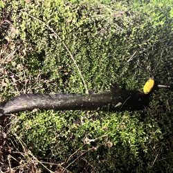 自作ルアーにて（ピーナッツ君）