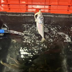 ヒイカ釣りのつもりが