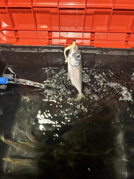 ヒイカ釣りのつもりが