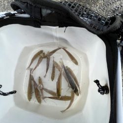 ウリボウだらけ〜秋後半の海〜