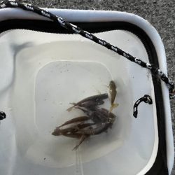 ウリボウだらけ