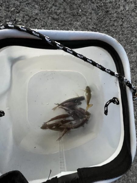 ウリボウだらけ