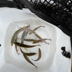 サビキ終わりかけ