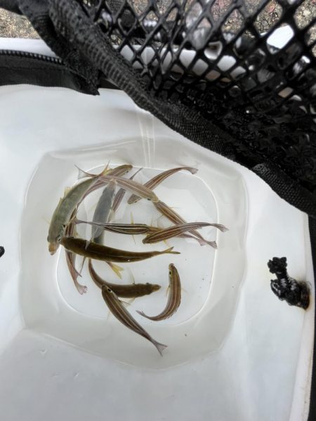 サビキ終わりかけ