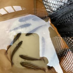 サビキが渋い時期