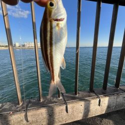 サビキも終わりかけ②