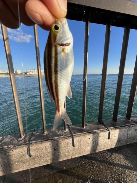 サビキも終わりかけ②