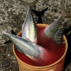 タチウオ、大サバよく釣れた！