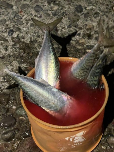 タチウオ、大サバよく釣れた！