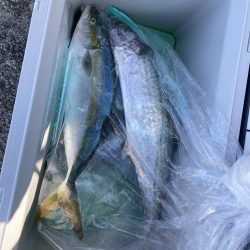 ライトショアジギング