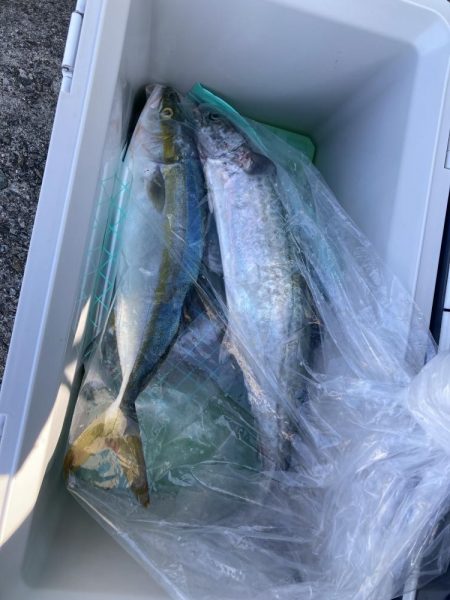 ライトショアジギング