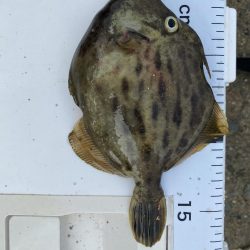 やっぱりPEは感度が良い