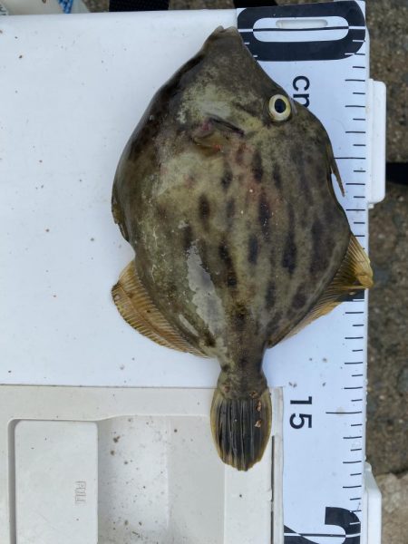 やっぱりPEは感度が良い