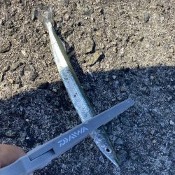 日の出渡船でカワハギ狙い