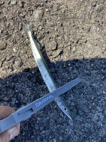 日の出渡船でカワハギ狙い