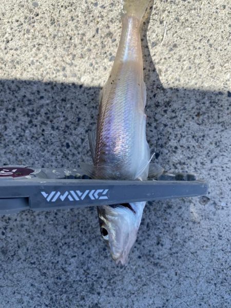 カワハギを求めて