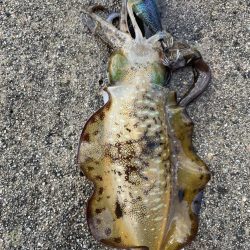 2023 佐渡ヶ島エギング 21回目【10月1日】