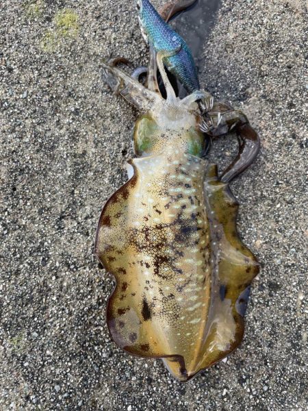 2023 佐渡ヶ島エギング 21回目【10月1日】