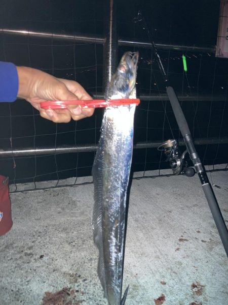 仕事帰りにタチウオ