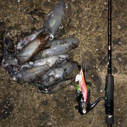 エギング　佐渡遠征④1日目