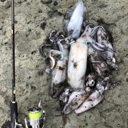 エギング　佐渡遠征④2日目