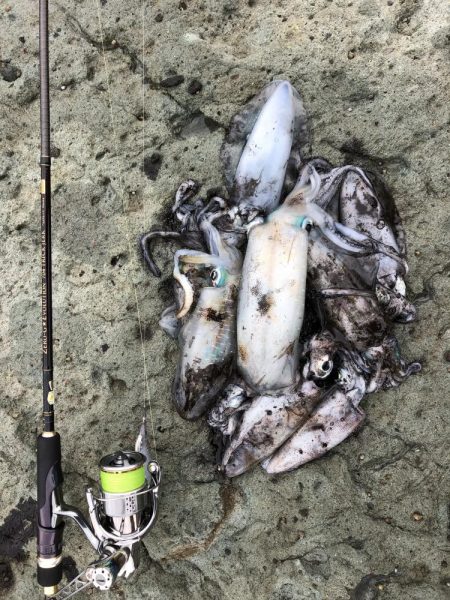 エギング　佐渡遠征④2日目