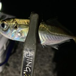 アジングイベント