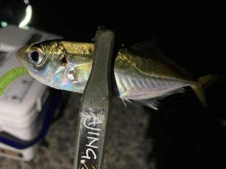 アジングイベント