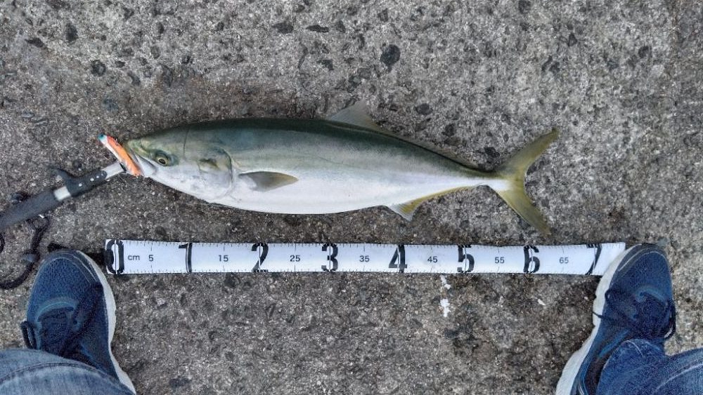 サワラにメジロ!今宵は宴じゃー