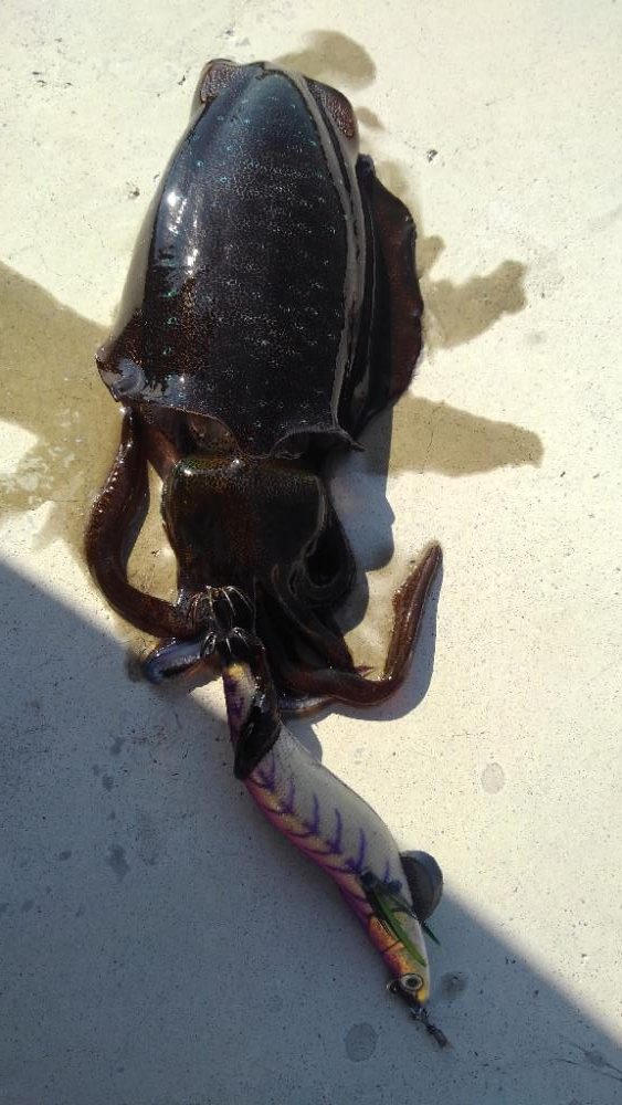 仕事サボってエギング(笑)