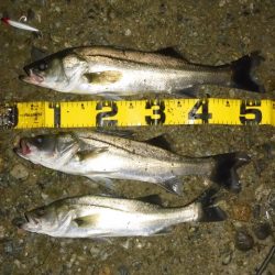 静けさの中での、まさかのHit！