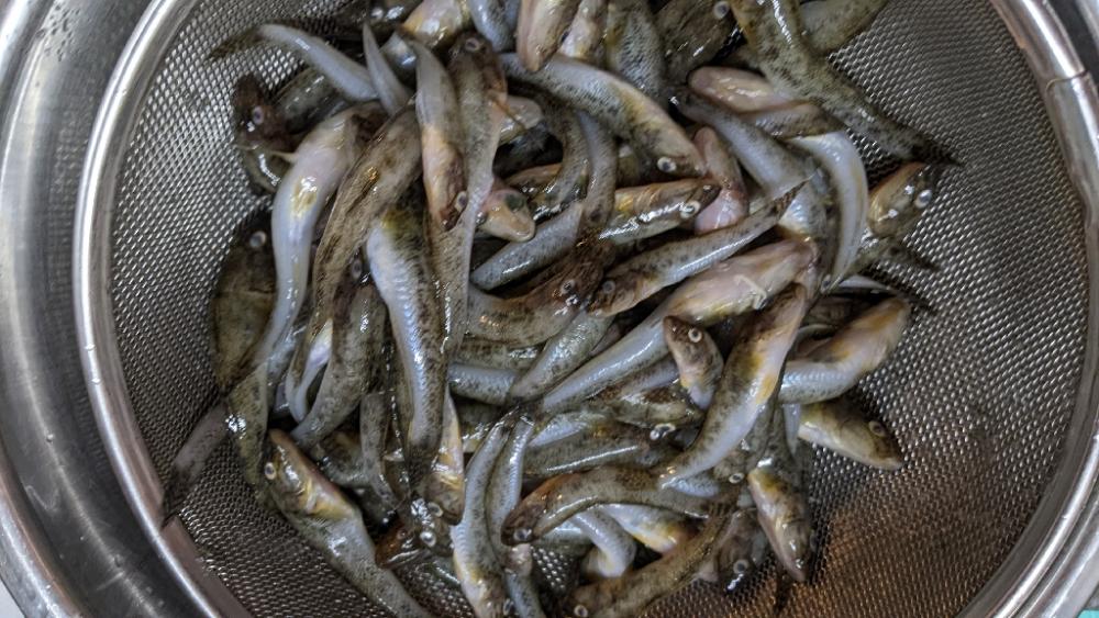 境川 ハゼ 青潮の不安