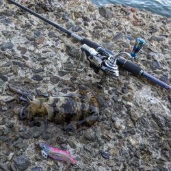 毎年恒例コラボエギングで17杯(・x・*)