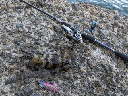 毎年恒例コラボエギングで17杯(・x・*)