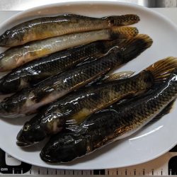 旧中川　落ちハゼ　夜釣り