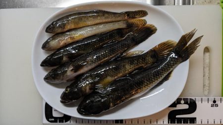 旧中川　落ちハゼ　夜釣り