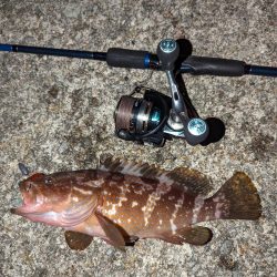 エギング、アジング、ハタゲーム