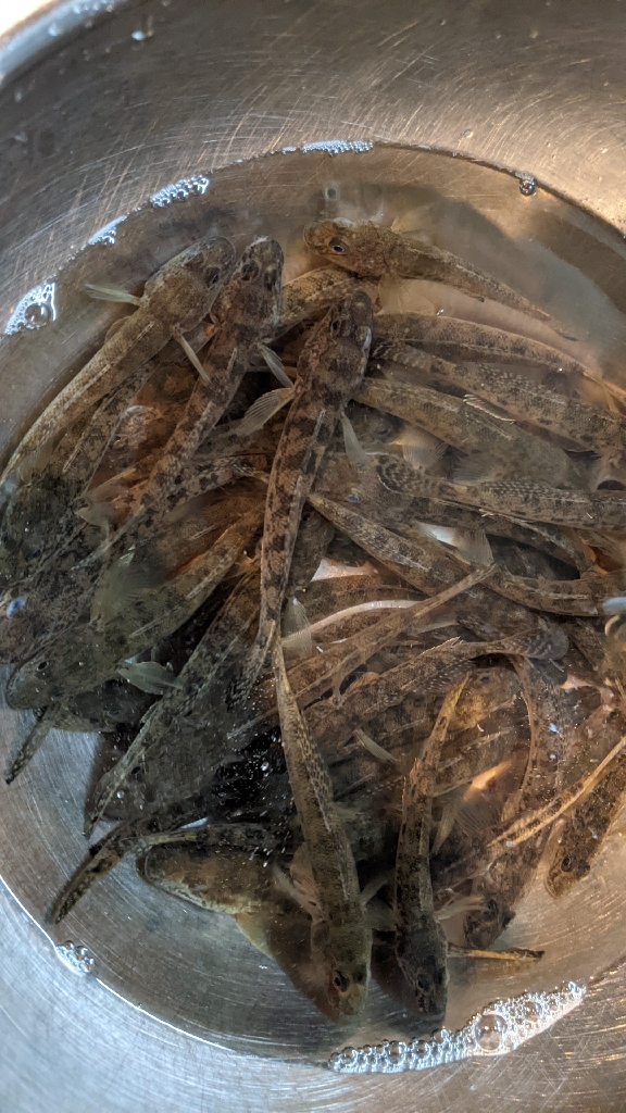 旧中川ハゼ 夜釣り完敗