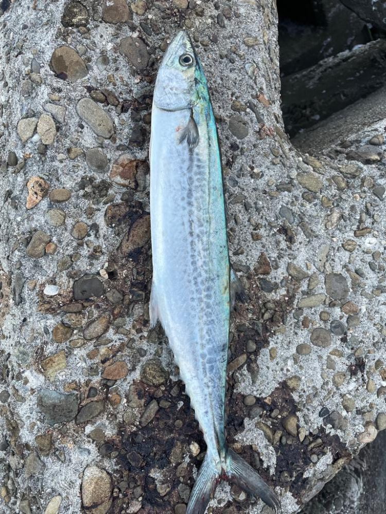 ジャックアイマキマキ サゴシスペシャル ブルピン青夜光ゼブラ