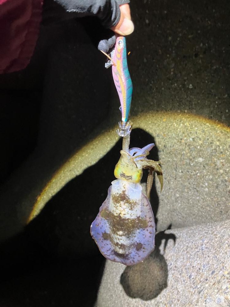 エギング　朝マズメは活性高い＼(^^)／