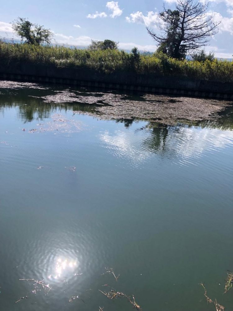 小バスしか釣れない