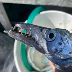 明石　太刀魚テンヤ